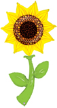 B 60"/1,5 м Подсолнух / Fresh Picks™ Sunflower / 1 шт /